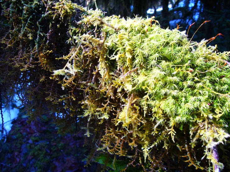green moss hanging on a tree next to trees
