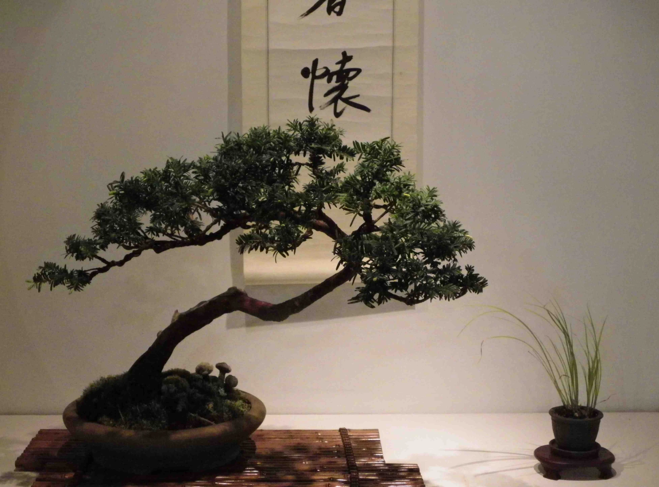 a bonsai tree on display in a museum