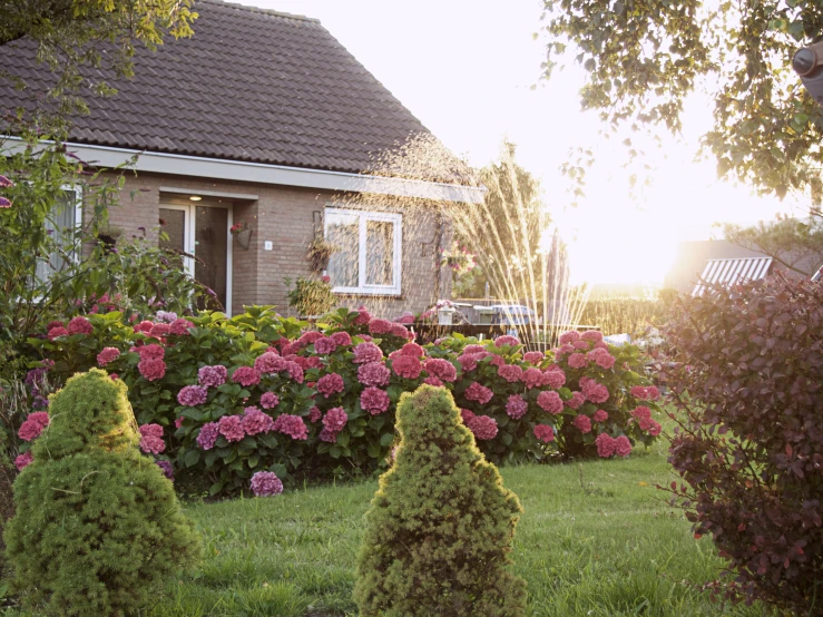 some pink flowers bushes and green grass and a house