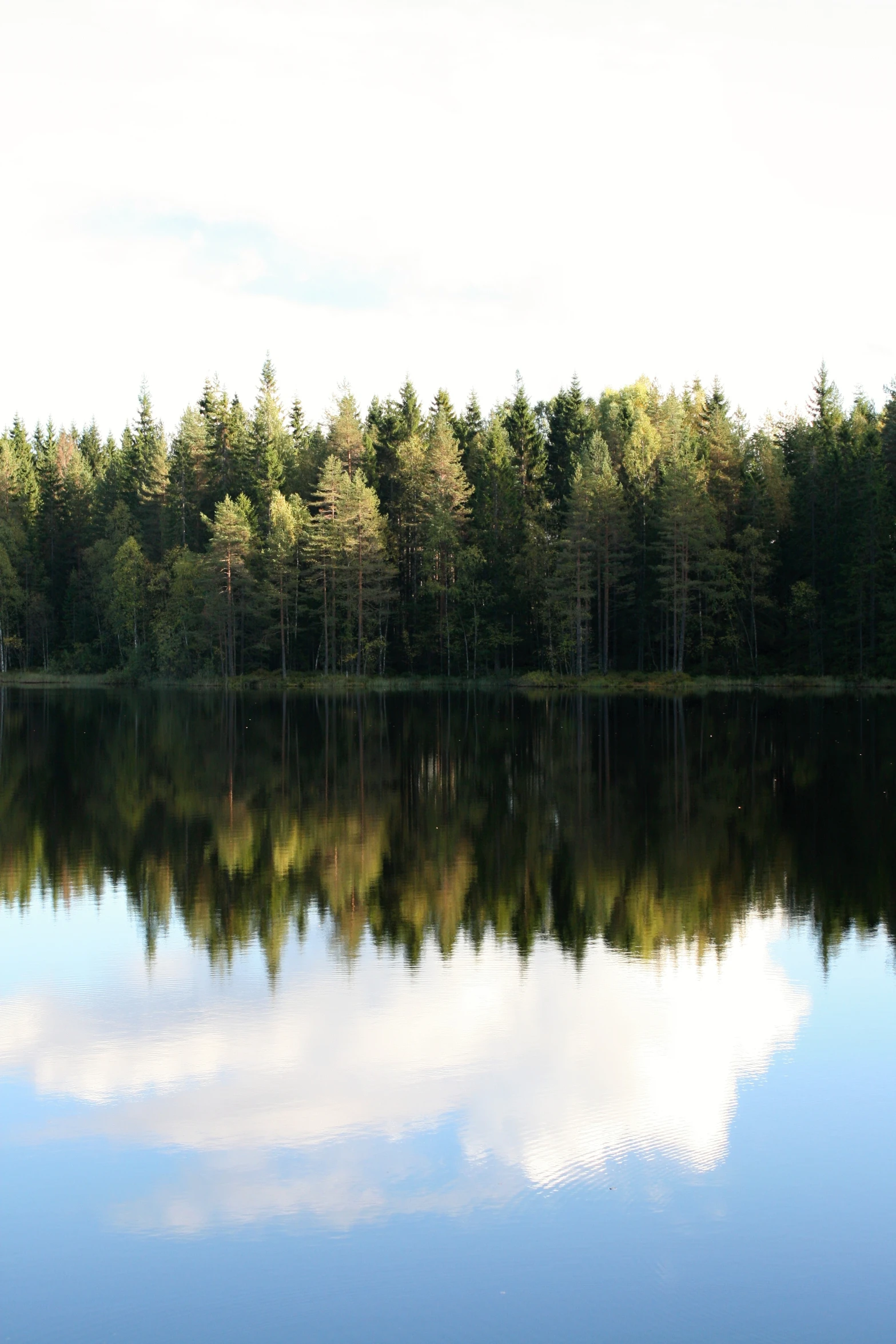 a group of trees reflected in a pond