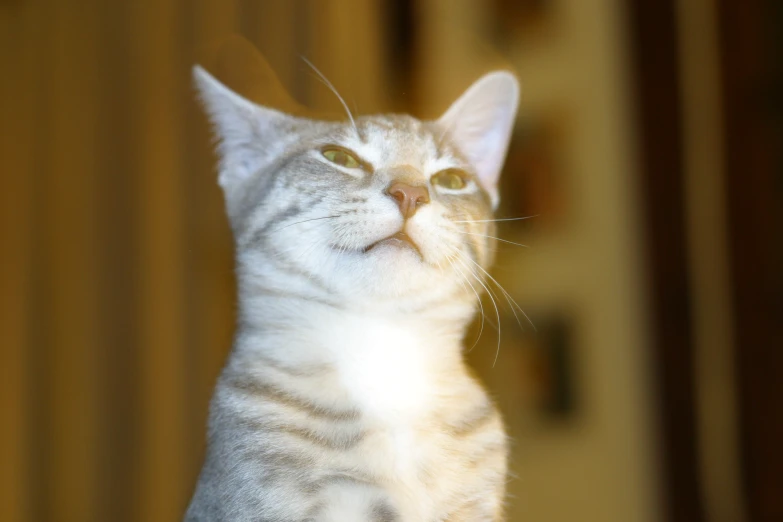 cat looking up with big eyes and yellow eyes