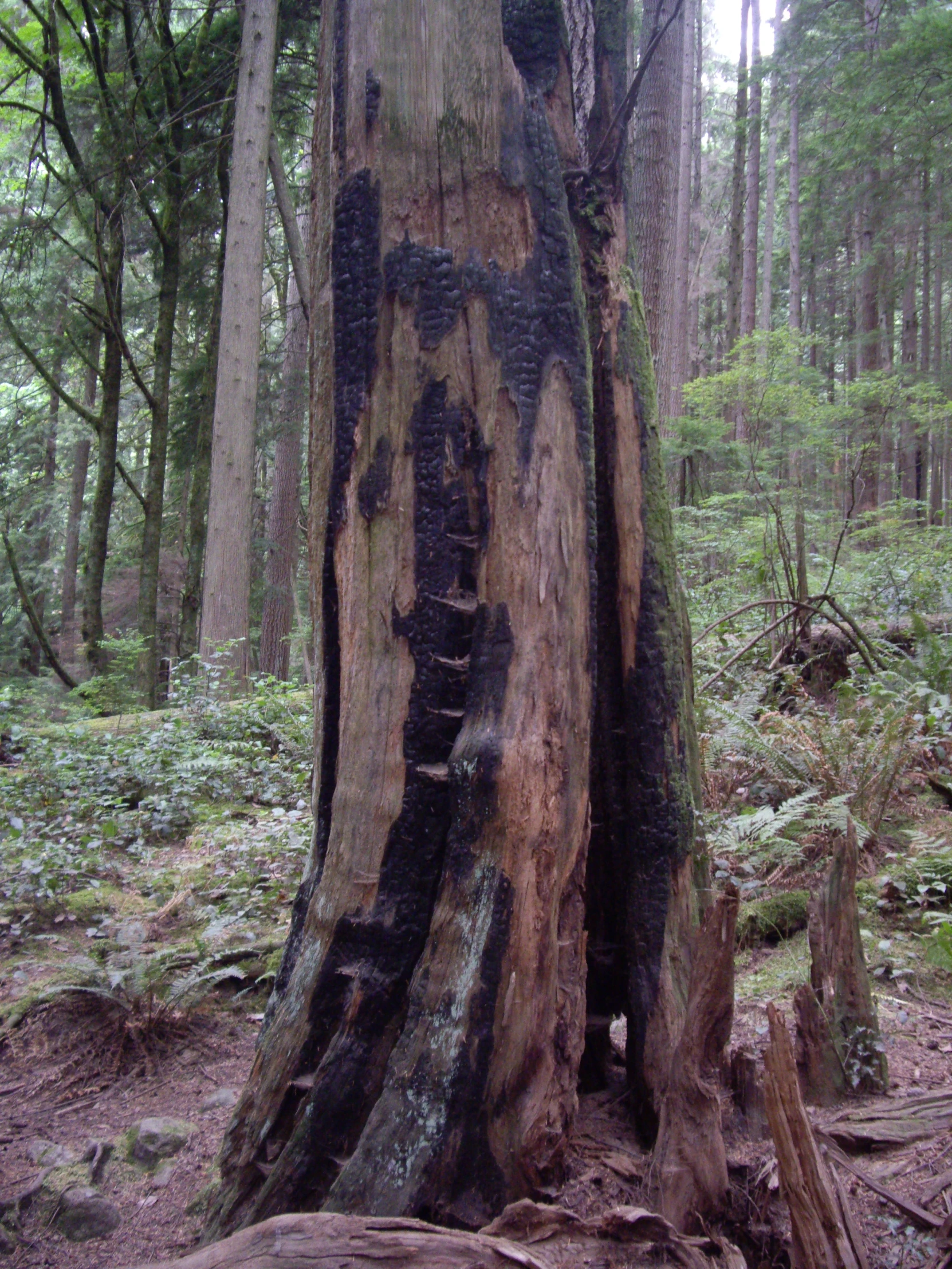 a tree trunk is being cut off from the base