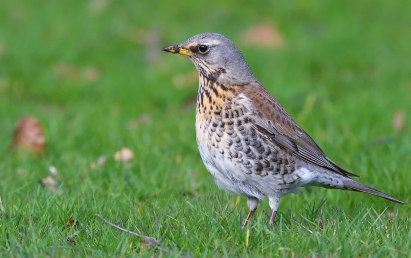 a brown, gray and white bird standing in the grass