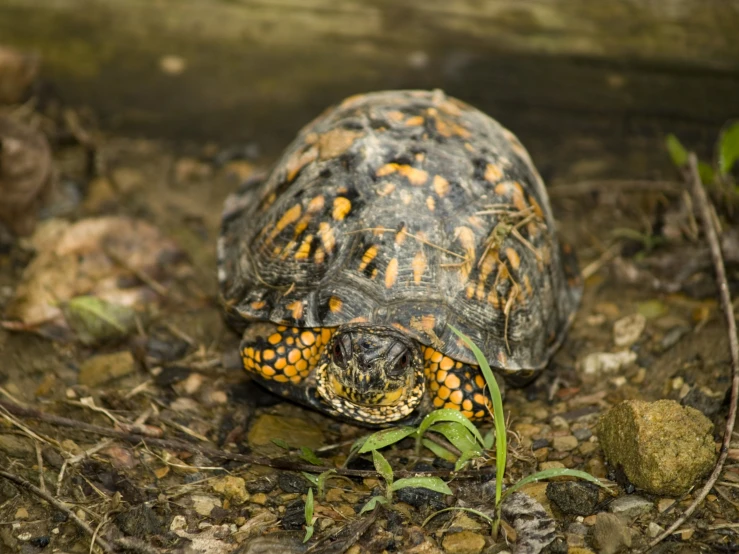 a box turtle walking on the ground, next to leaves