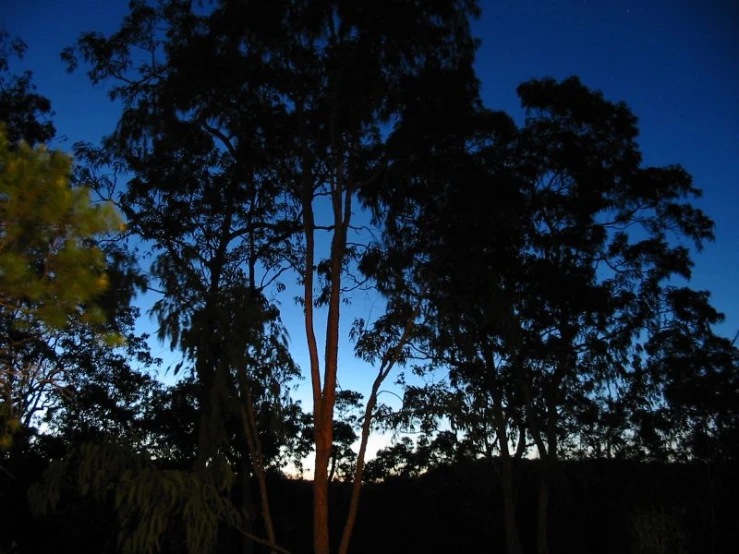 trees and a bench in a wooded area