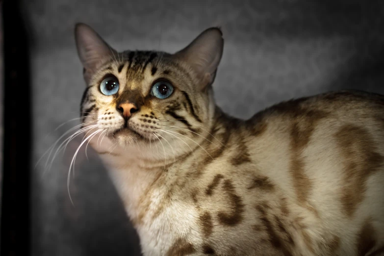 a close up view of a brown and black cat