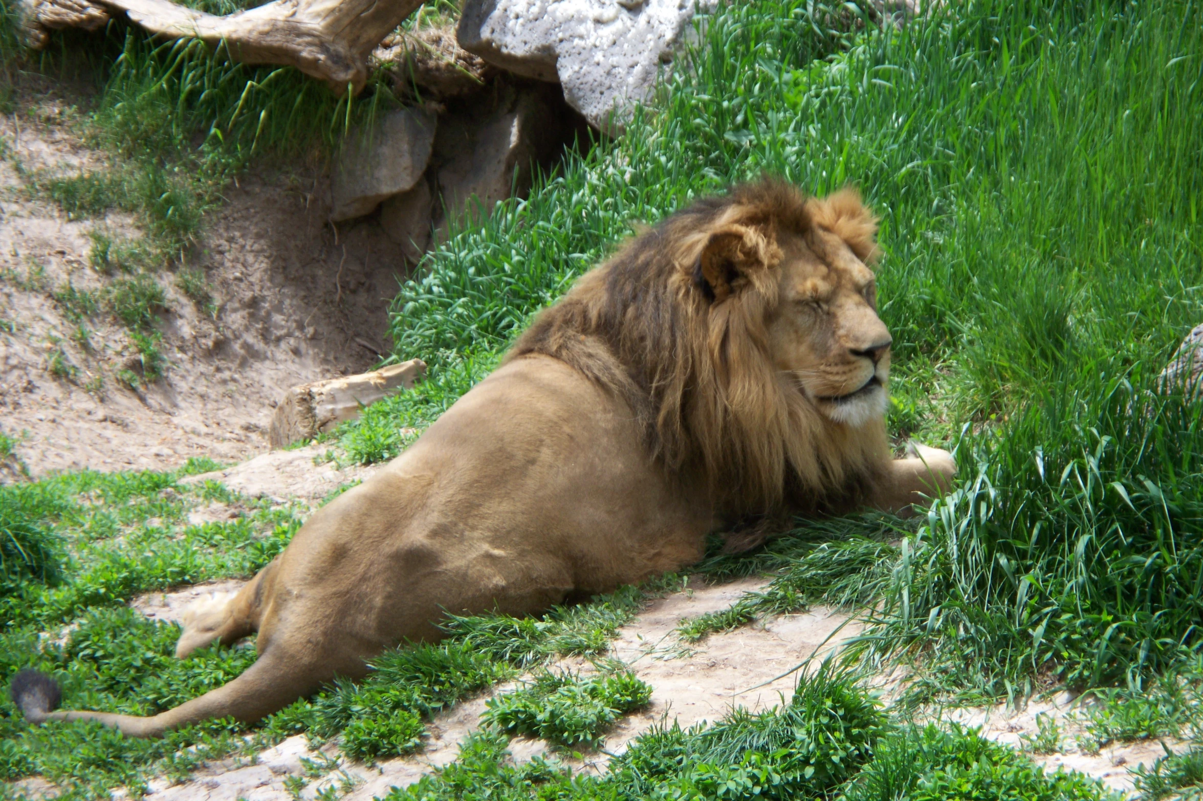 a large lion sitting in the grass near rocks and grass