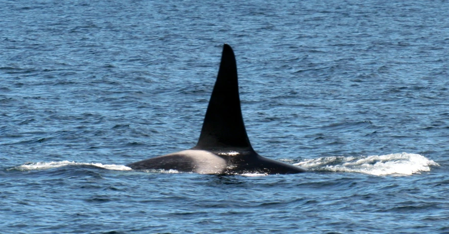 a black sea - animal with its tail sticking out of the water