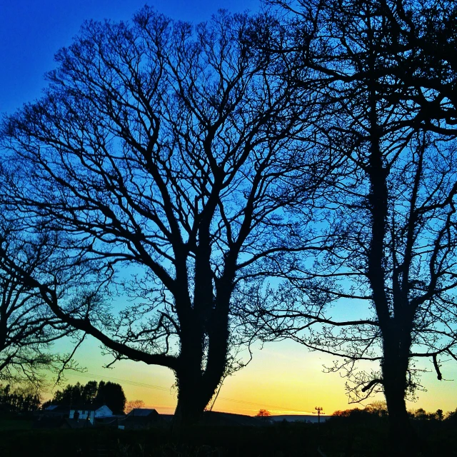 the tree silhouette against the blue sky at night