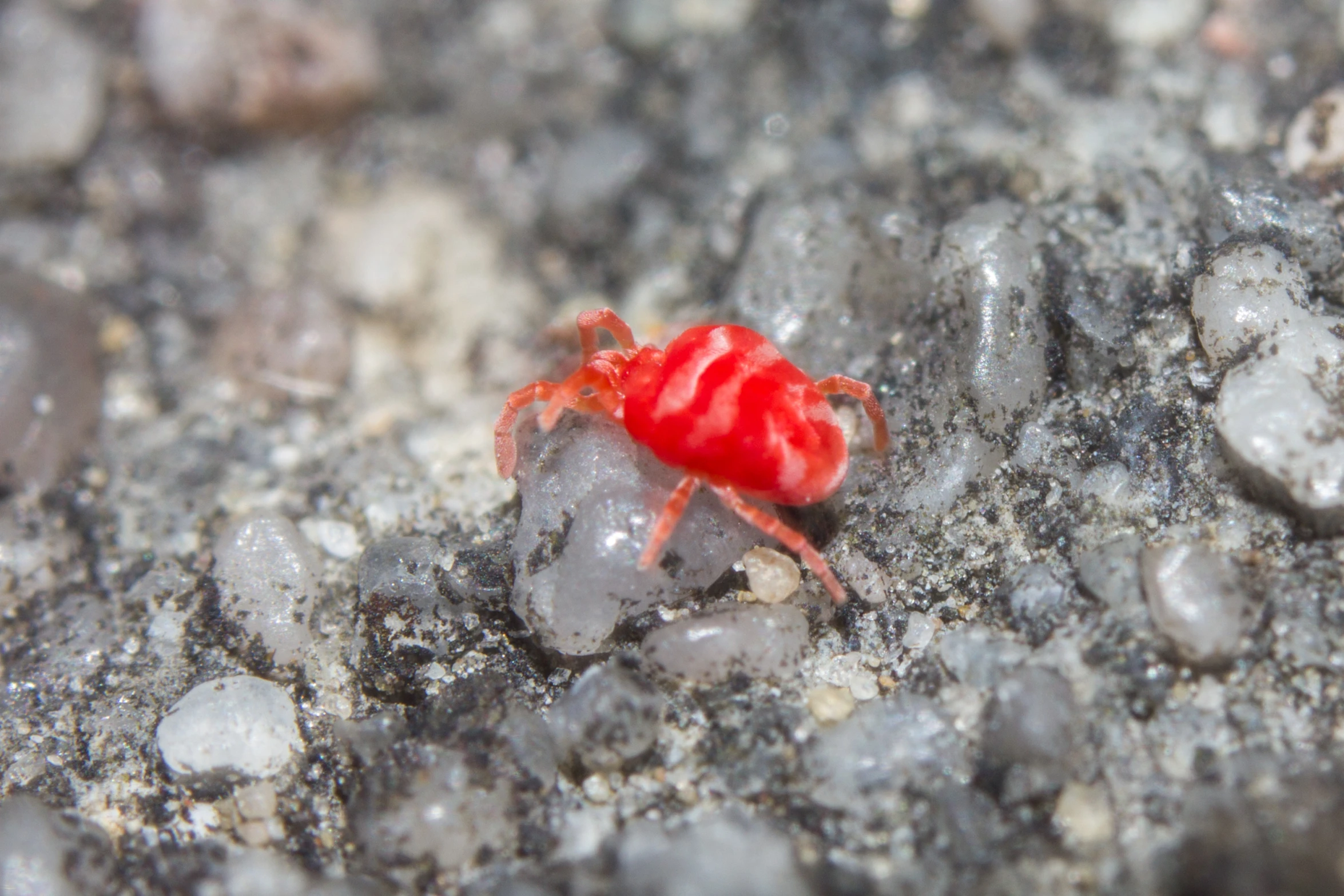 a bright red bug crawling through the gravel