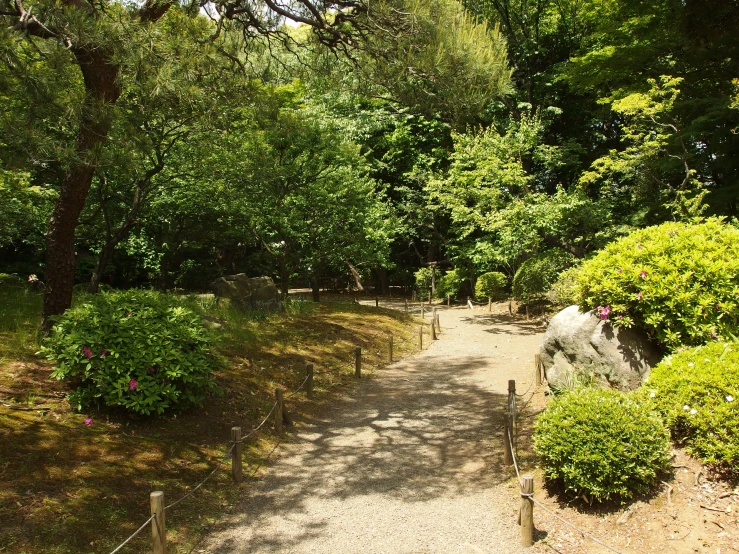 a path is shown in a forested forest