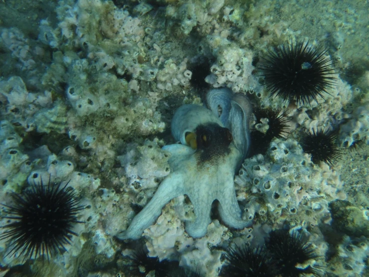 an image of some sea animals in the water