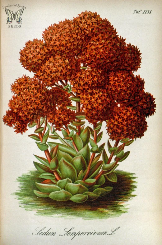 this antique print depicts a red flowery plant