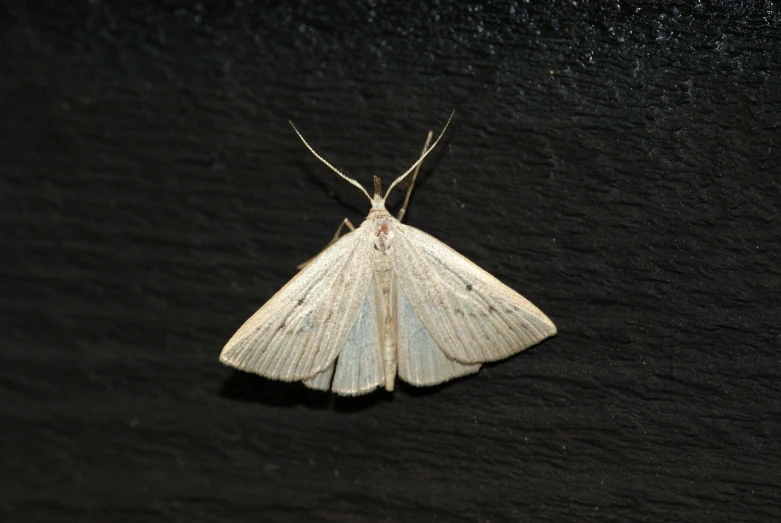 a white and black insect with one long ear and wings