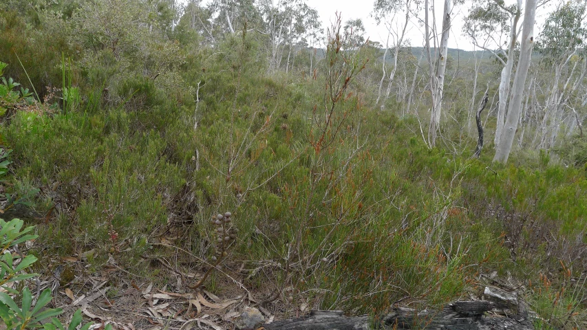 a bear is standing in a bush surrounded by tall, green bushes