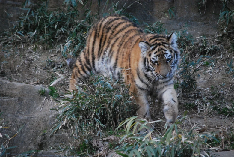 a tiger walking on some grass near a tree