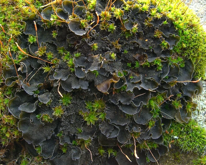 a mossy patch has small brown leaves and yellow buds