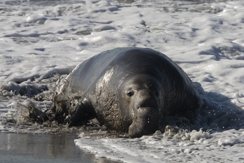 a gray animal in the water with some foam on it