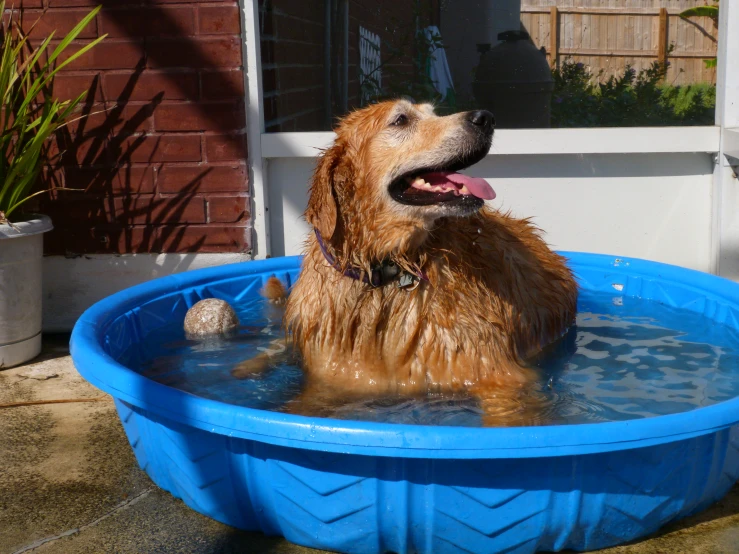 the dog is cooling off in the pool