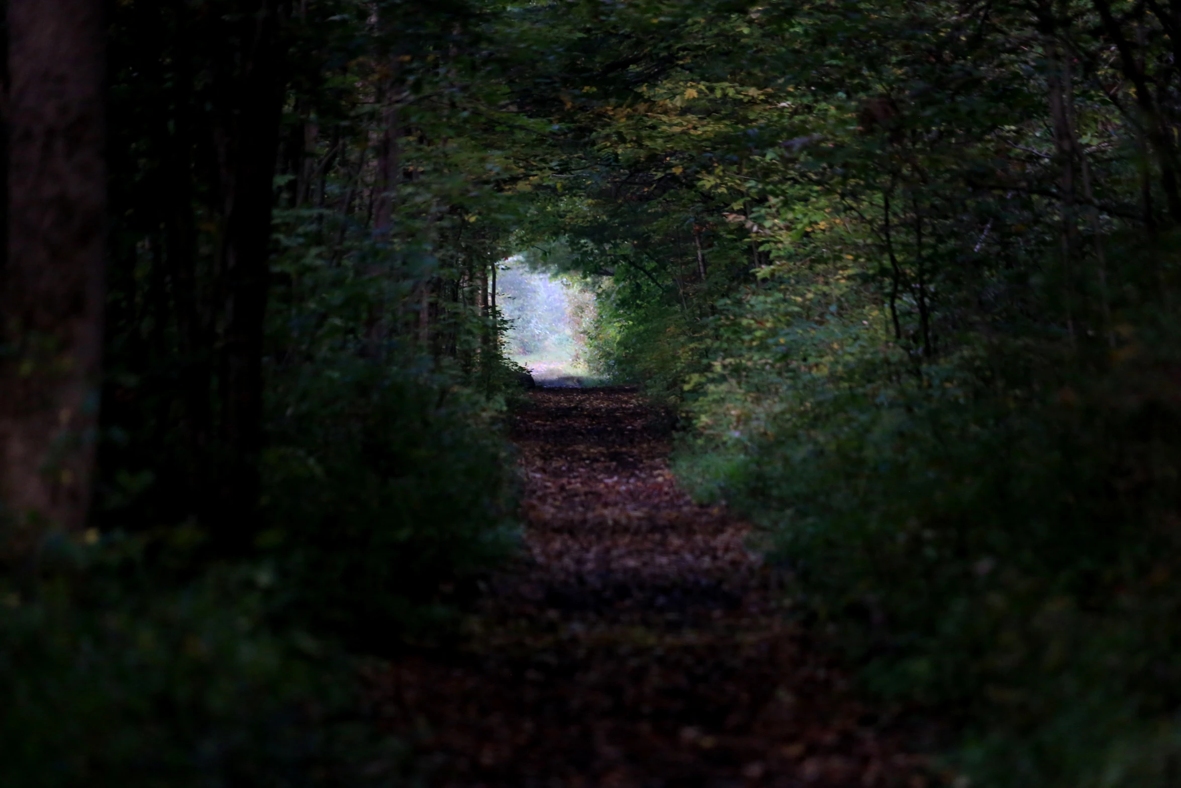 a picture taken in the dark of night looking down a trail that leads into the distance