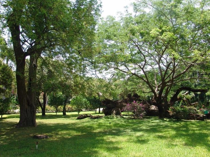 there are trees in the field in the daytime