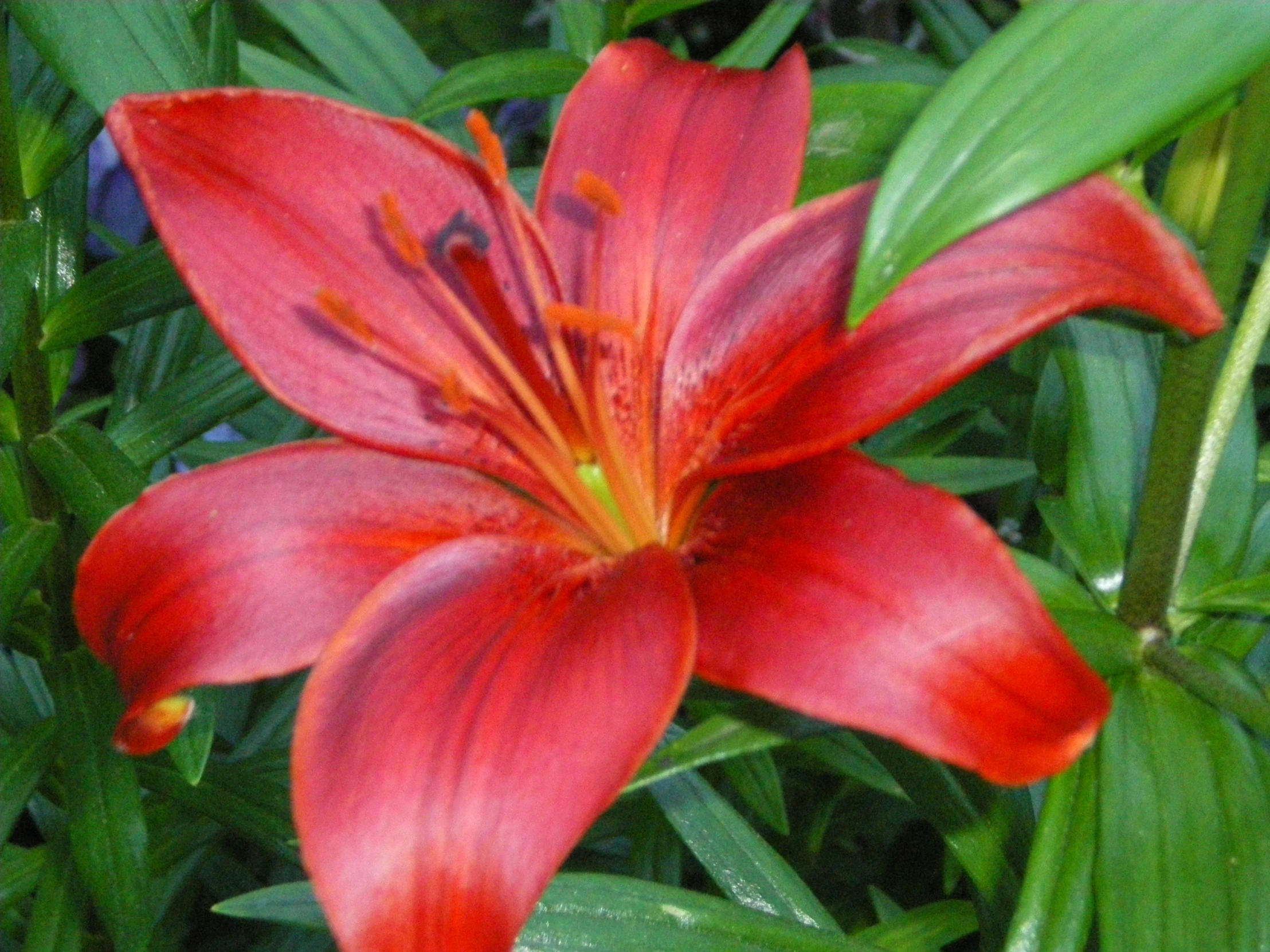 an orange and red flower sitting next to green leaves