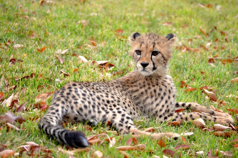 a cheetah laying in the middle of some grass