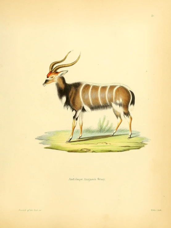 an old print of an antelope in some dirt