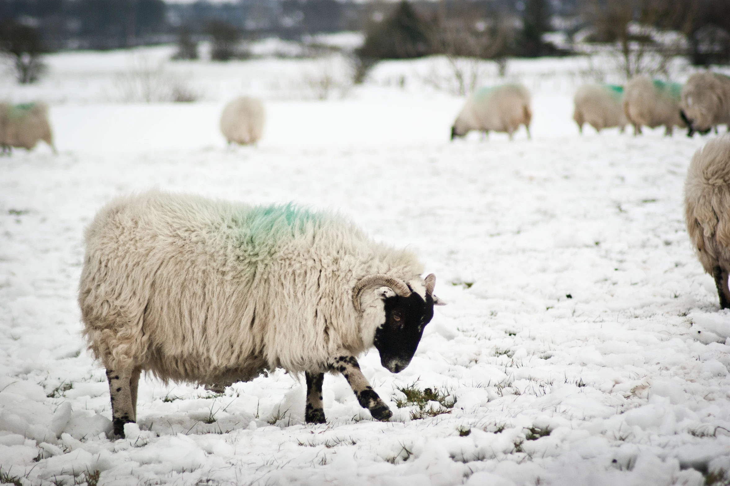 a sheep is grazing in a snow covered field