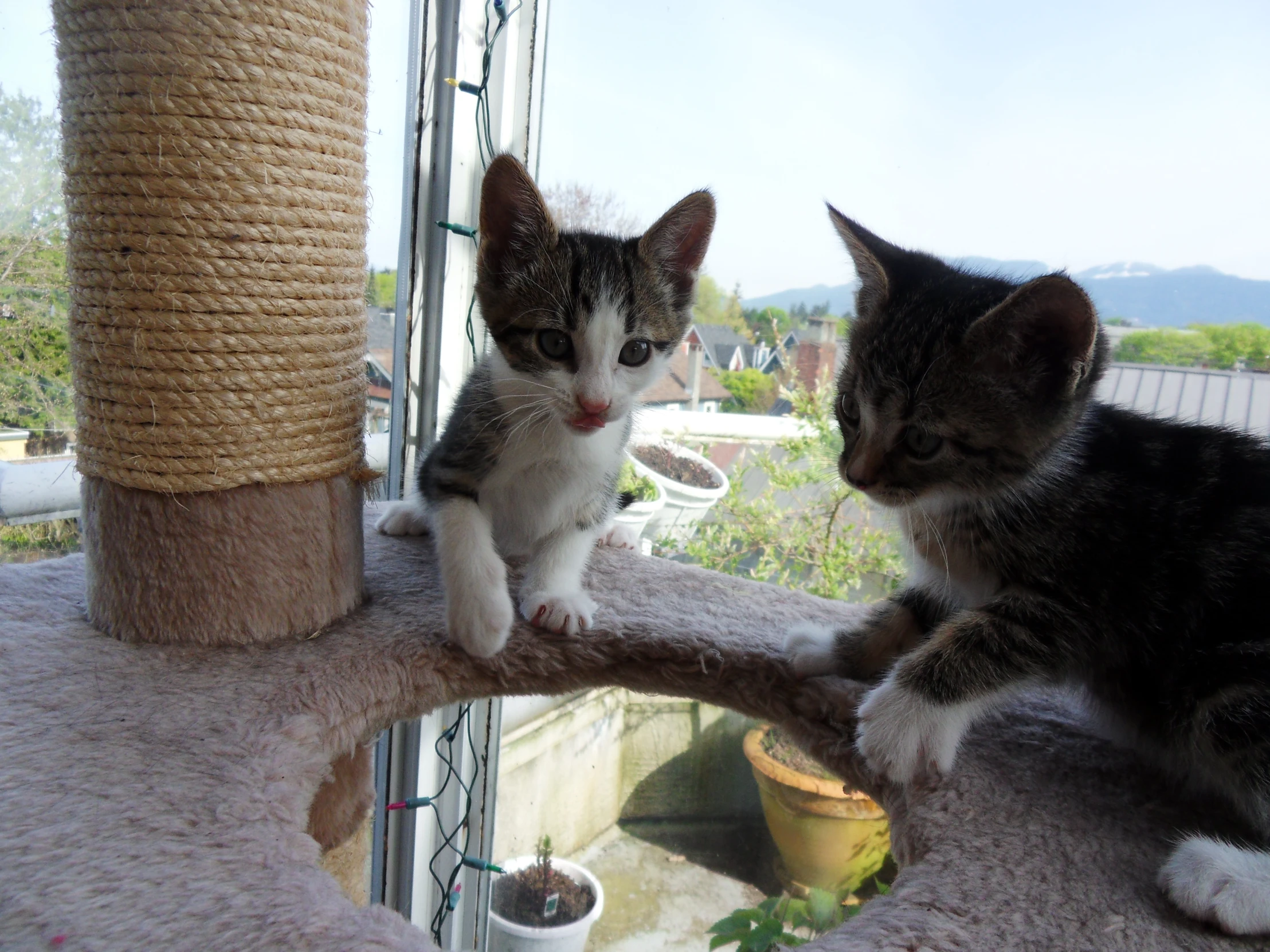 a kitten on a cat tree looking at the camera