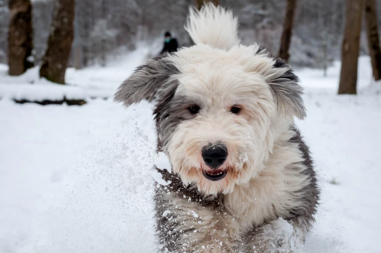 a gy dog runs in the snow