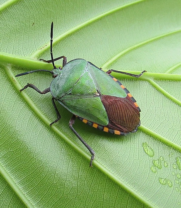 a green bug resting on a green leaf