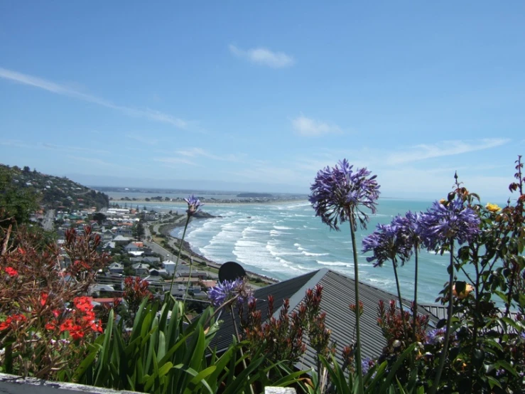 this is an ocean view with houses and flowers in the foreground