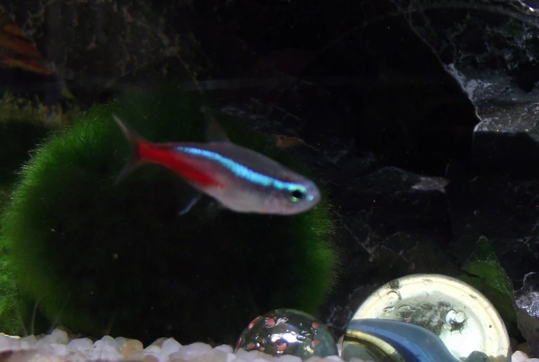 a close up of a fish in an aquarium