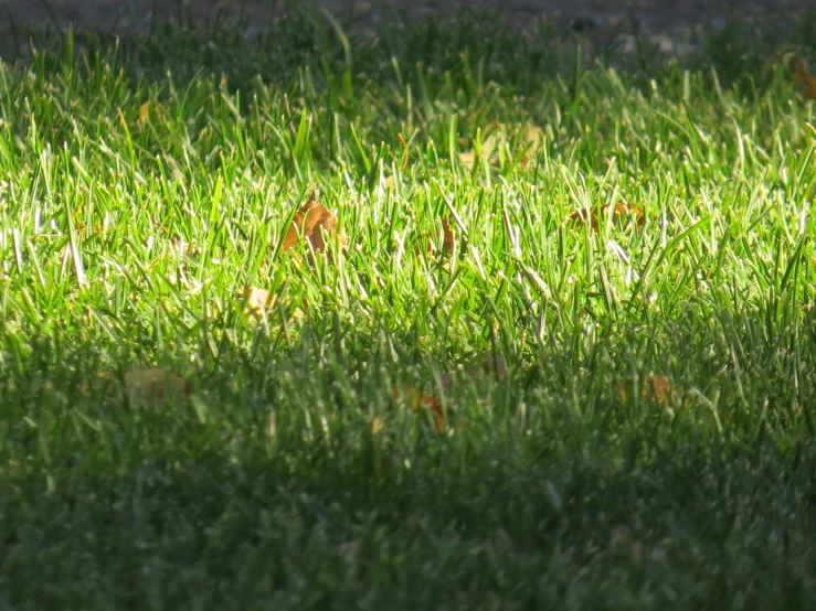 a small bird is on the grass outside