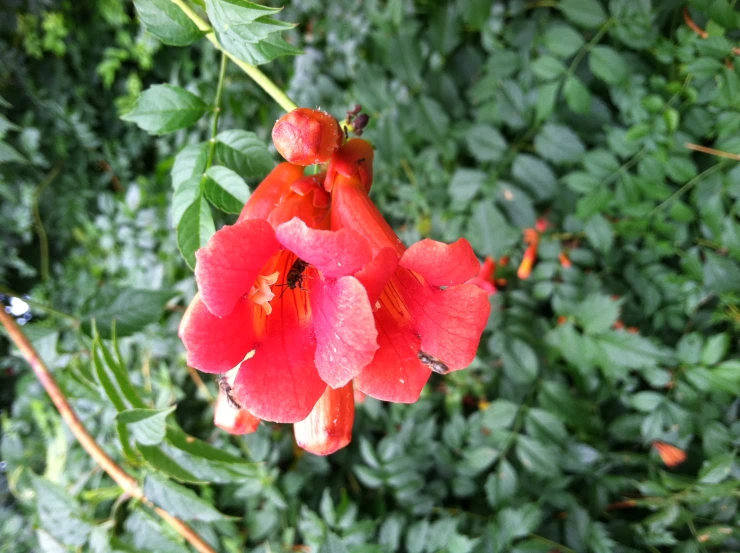 this is a bright red flower that has long petals