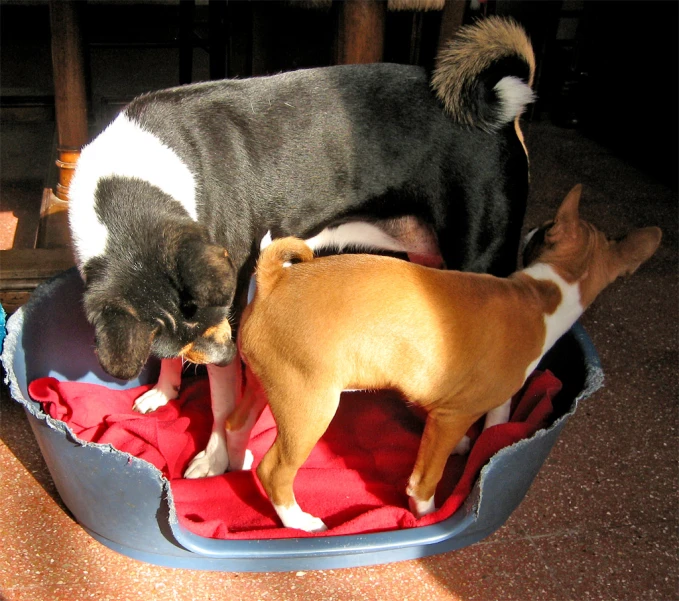 three small dogs and a cat in a large dog house