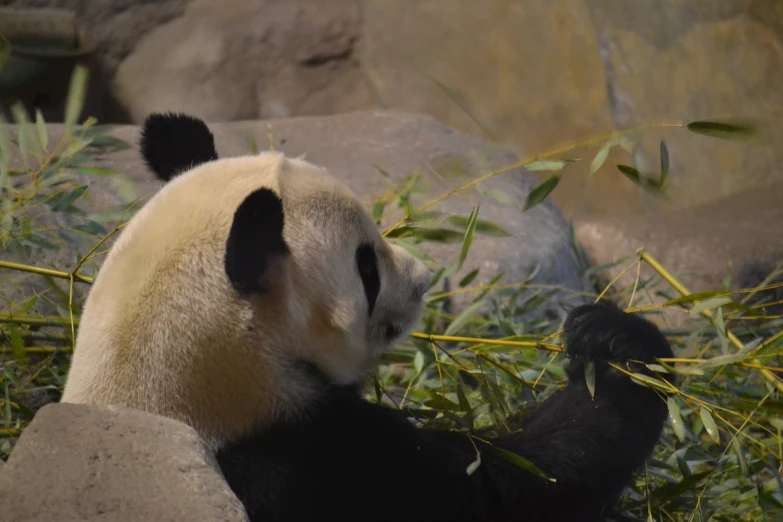 a large panda bear sitting on top of a pile of grass