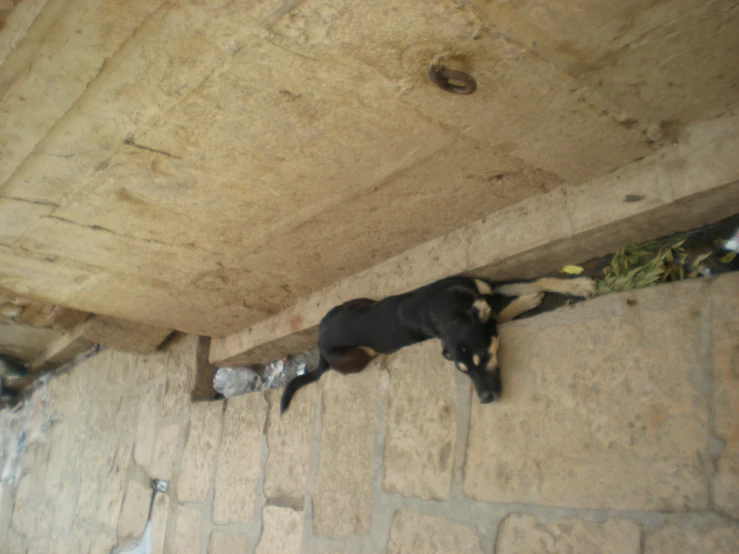 a black dog is eating out of an attic