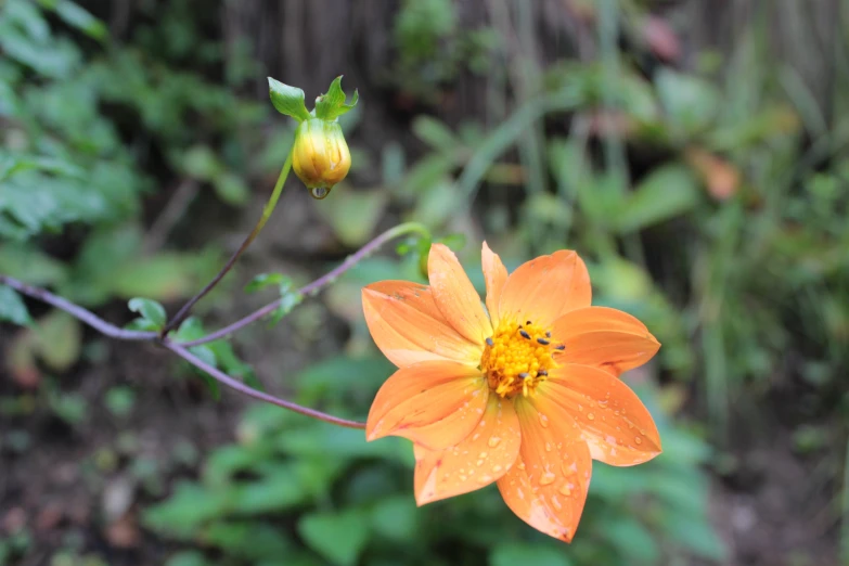 a orange flower with water droplets on it