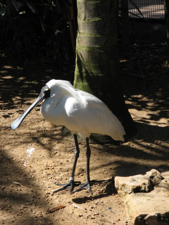 a large white bird is standing in front of a tree