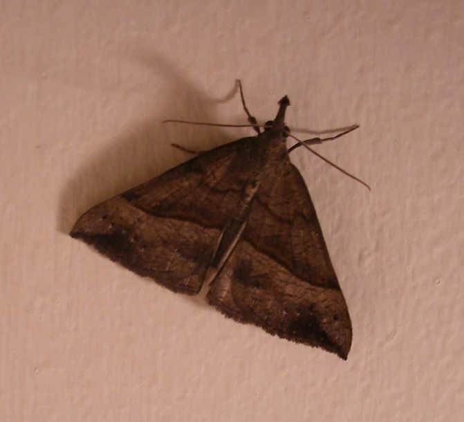 a black moths on white surface with a shadow on it