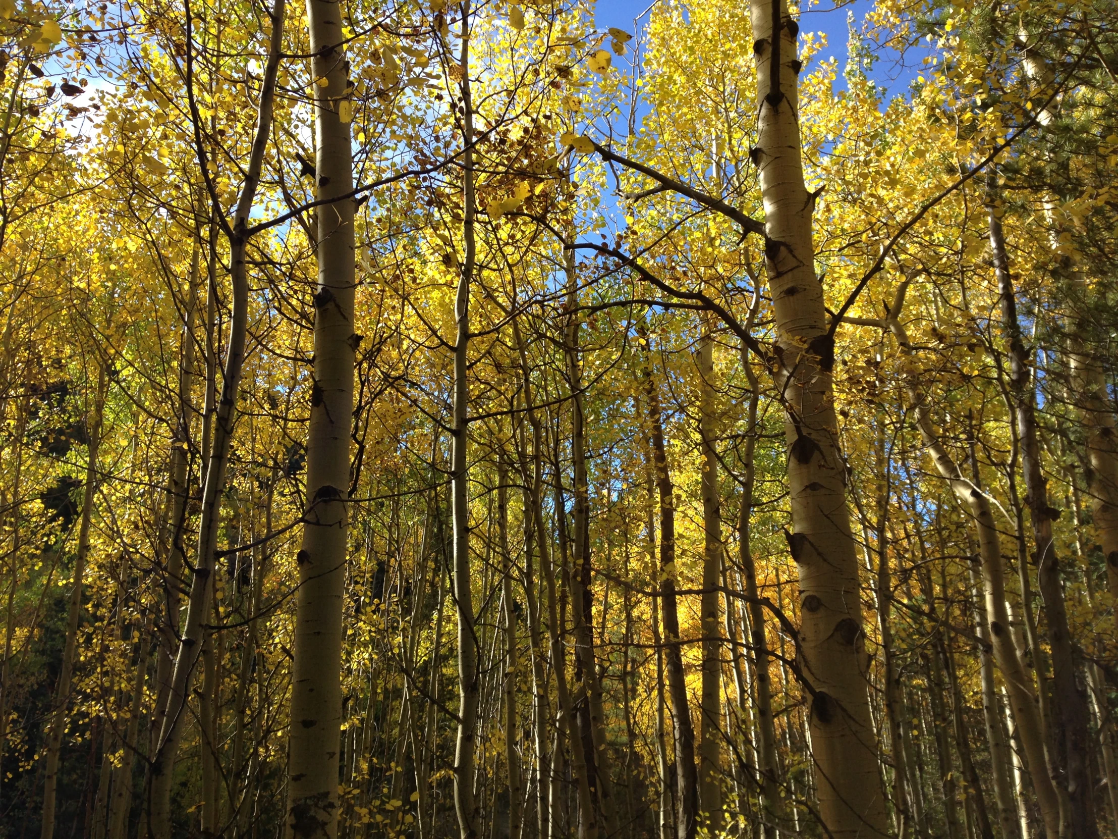 trees filled with yellow and green foliage stand in the distance