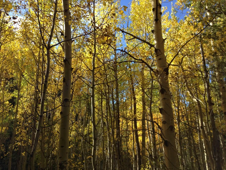 trees filled with yellow and green foliage stand in the distance