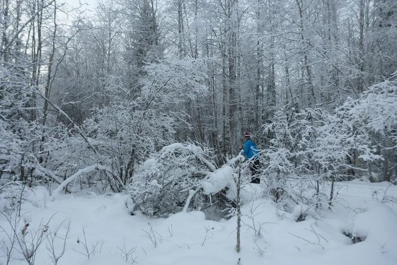 snow skier in blue jacket in middle of wooded area