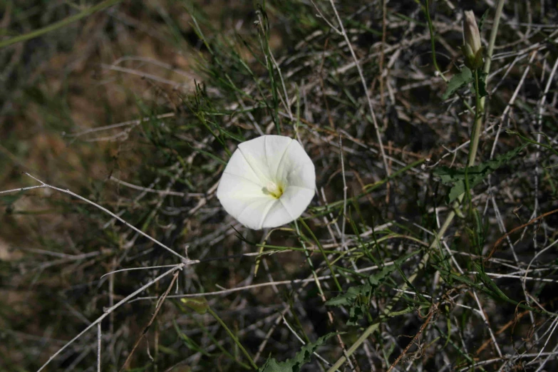 this white flower has the stem showing a few leaves