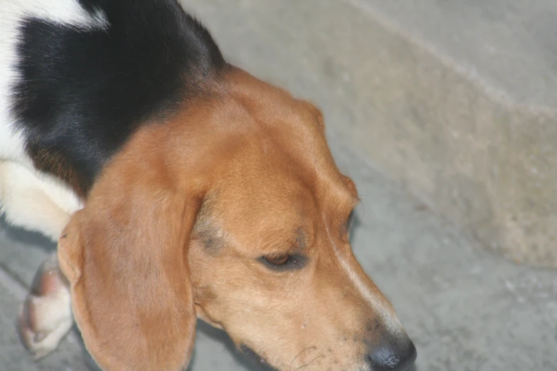 the dog is resting on the concrete