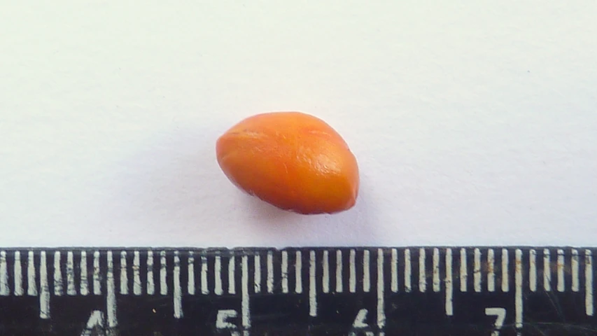 a ripe tangerine is on the ground in front of a ruler