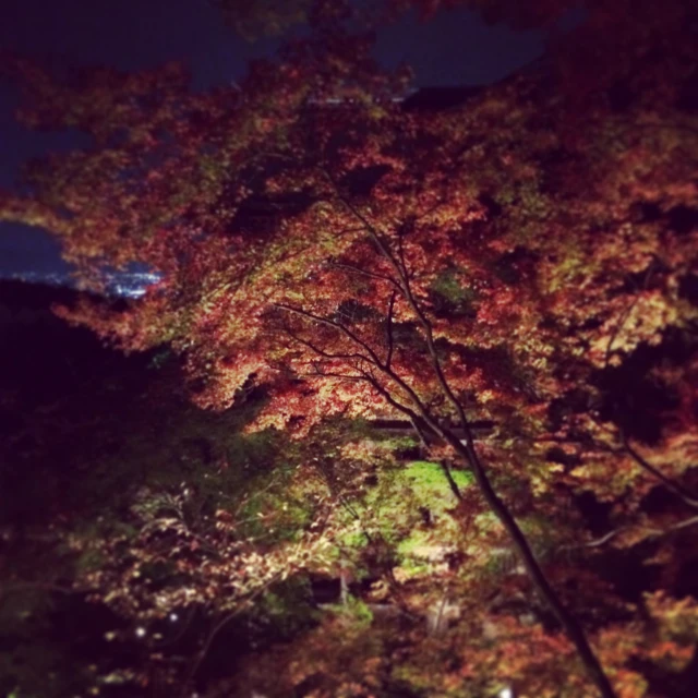 a night view of the tops of trees