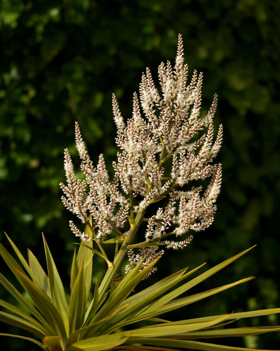 a large flower on top of some green plants